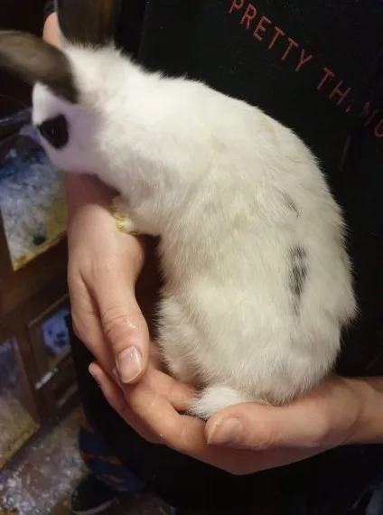 Pure english lop for sale