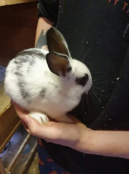 Adorable pure english lop for sale