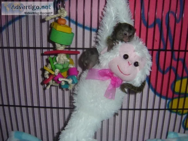 Awesome marmoset and capuchin monkeys av