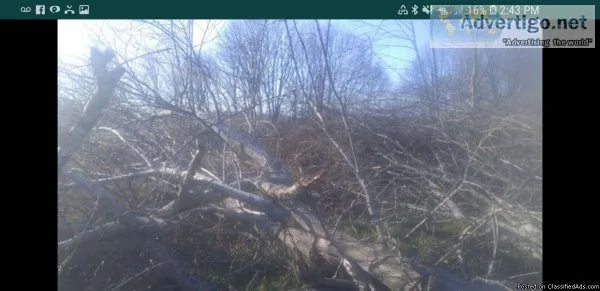 Tree and yard debri removal