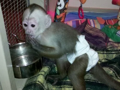 Monkeys urgently need a home 