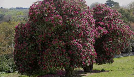 Flowering Trees - Why You Should Plant Trees