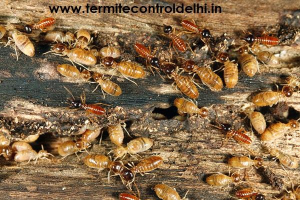 Looking for the Termite Control in Moti Nagar