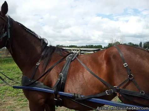 Horse Driving Harness