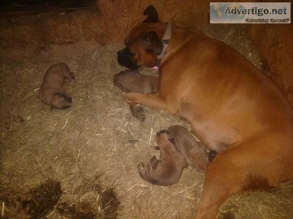 Akc boxer pups