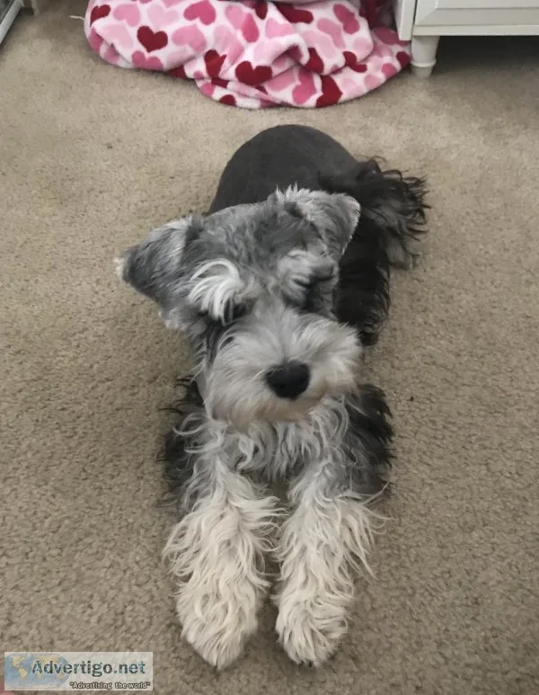 Miniature Schnauzer 5mos blackgreywhite