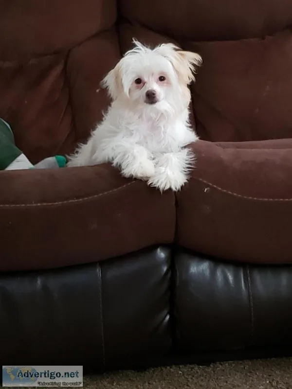 Chinese crested Powderpuff Male