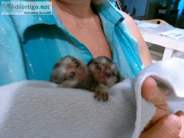Emotional filled marmosets monkeys avail