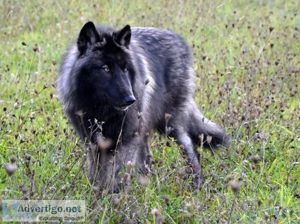 Wolf Dog Pups (High Percent)