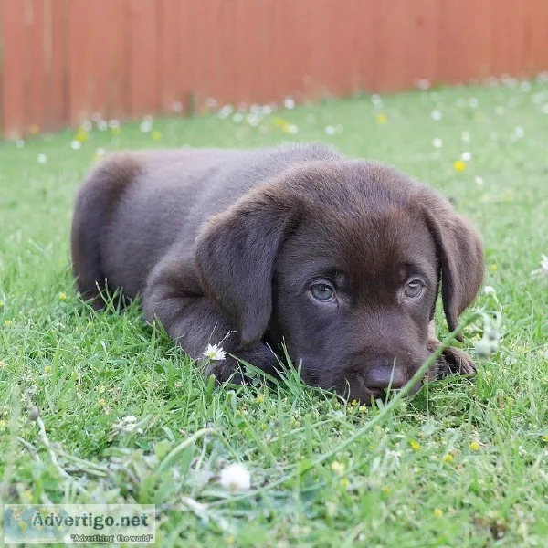 Male And Female Labrador Retriever puppies