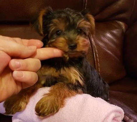 both absolutely beautiful Yorkshire Terrier Puppies