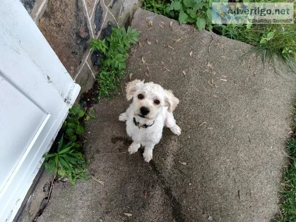 Female Cockapoo 9 mos. old