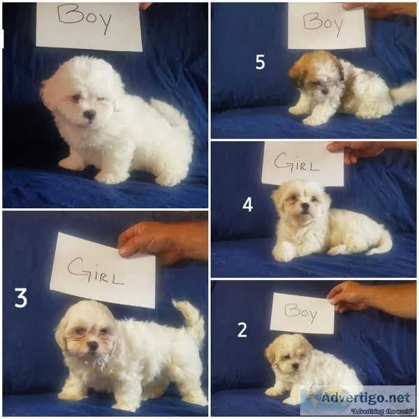 Zuchon Puppies for Sale