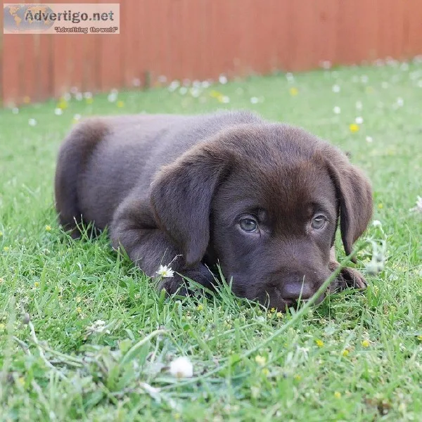 Healthy Labrador Retriever Puppies