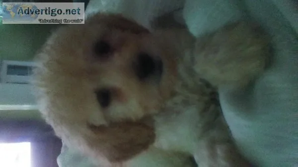 Mini Female Golden Doodle