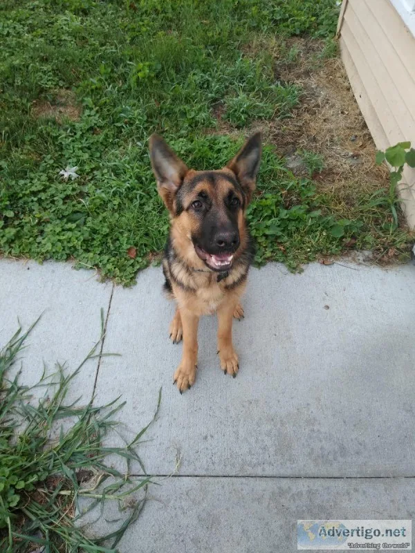German Shepard puppy