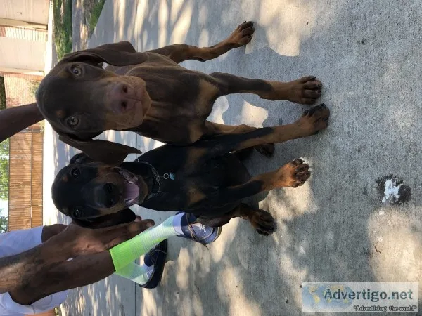 AKC Doberman puppies