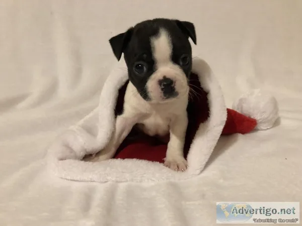 Boston Terrier Puppies