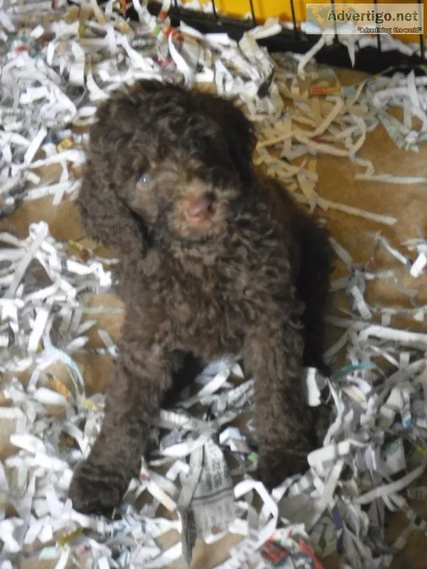 Standard Poodles