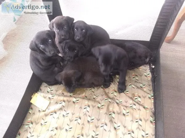 6 lab puppies ready for forever homes