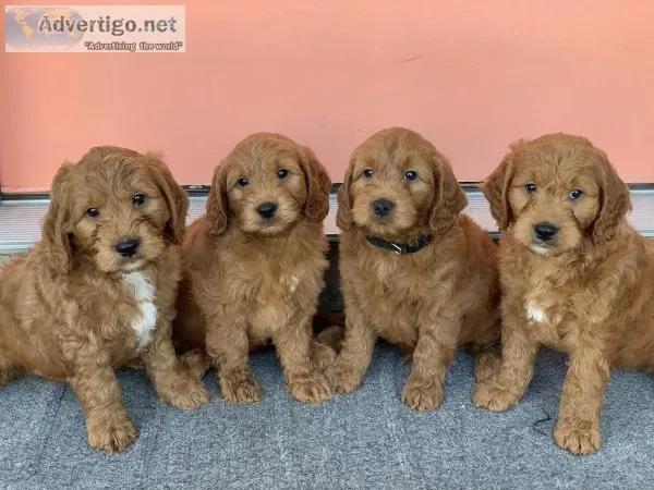 Red Mini F1 Goldendoodle Puppies