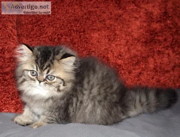 Persian kitten