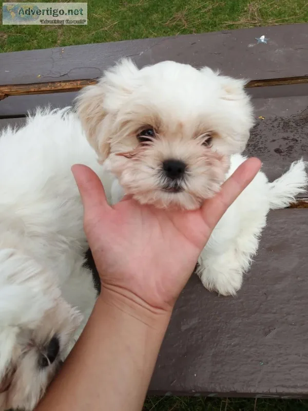 Shih tzu puppies