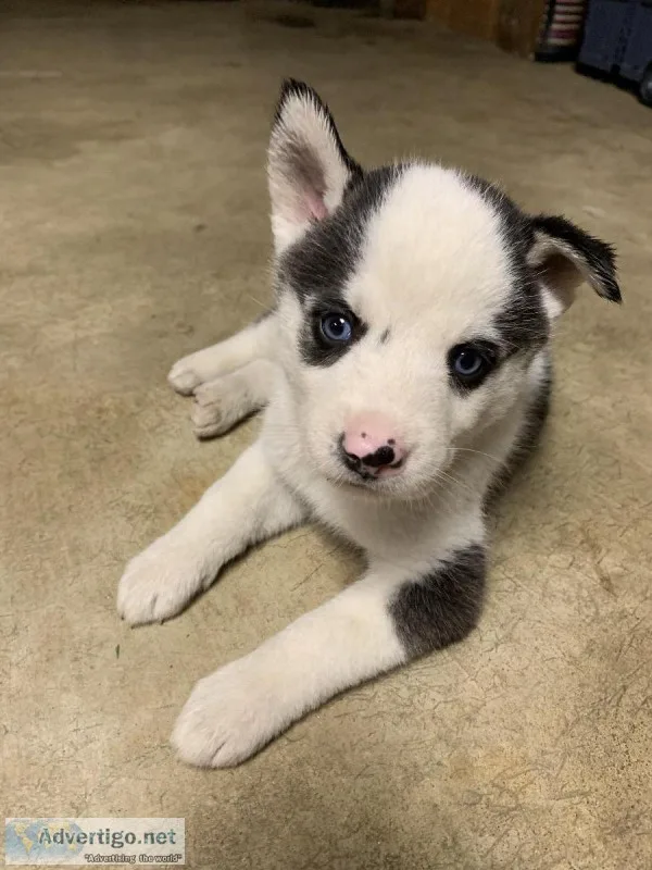 Purebred Siberian Husky Pups