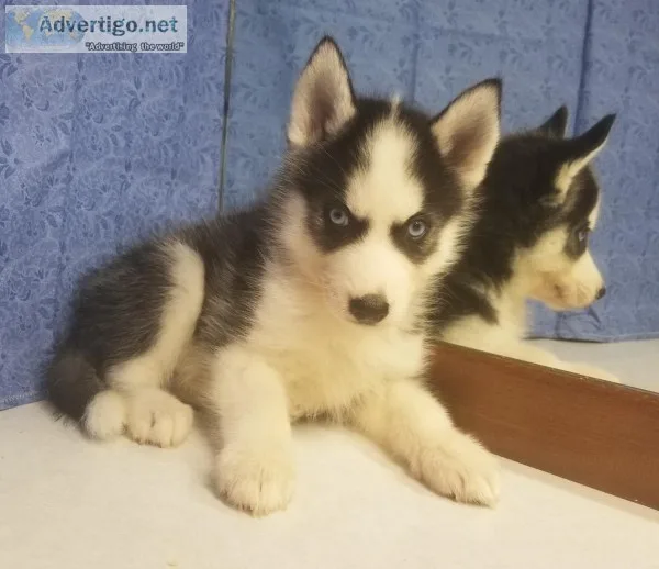 Siberian Husky Puppies