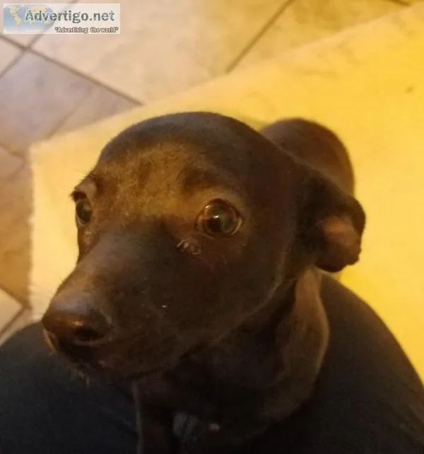 Chihuahua