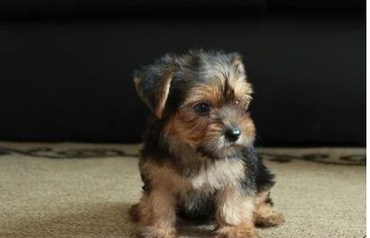 ACA registered male Yorkie puppy