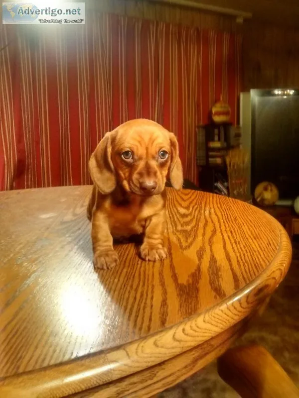 Miniature Dachshund Puppy s