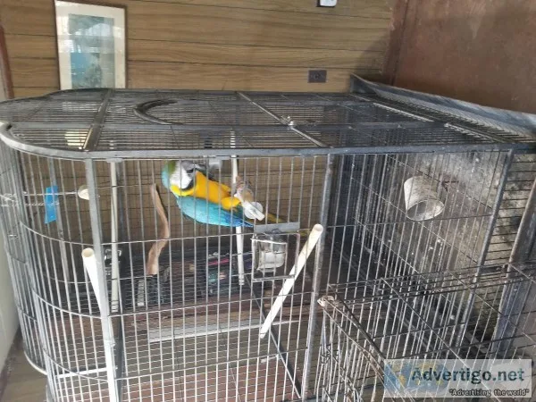 Macaw