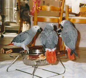 MDXG African grey Friendly MF parrots