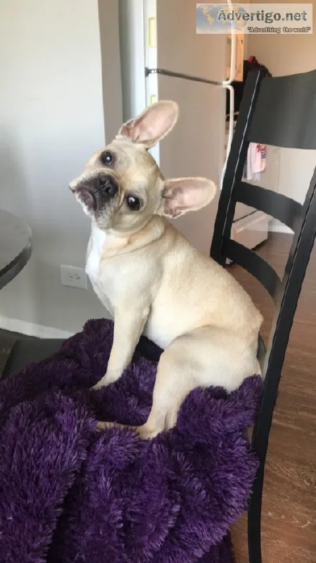 AKC Registered French Bulldog &ldquoLuna&rdquo