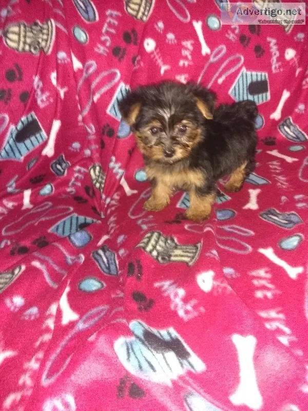2 male Yorkie puppies