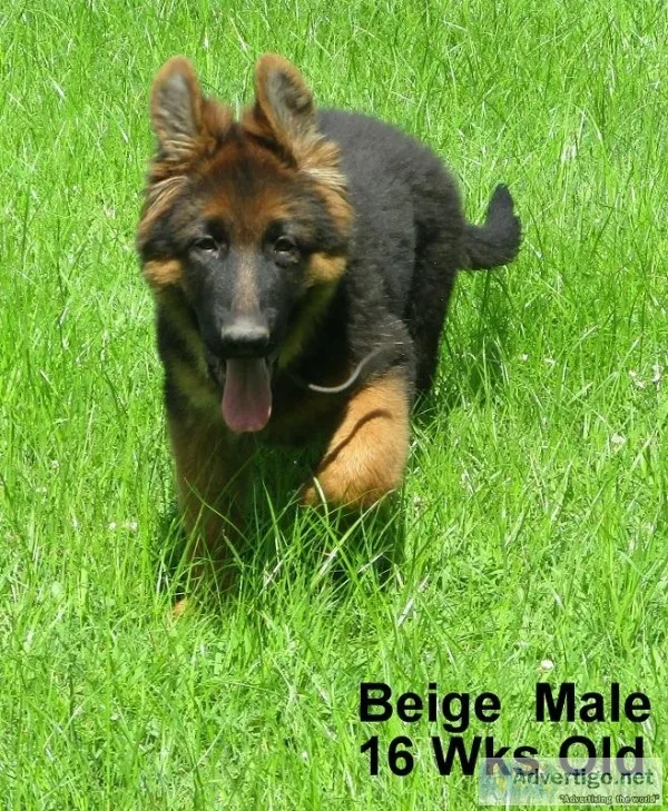 AKC LONG COAT GERMAN SHEPHERD PUPS