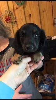 CKC miniature dachshund