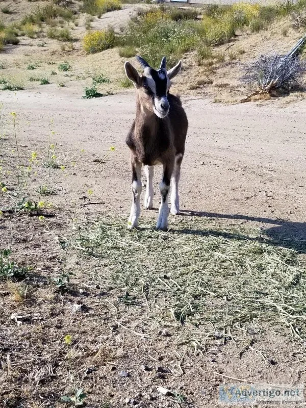 Alpine nubian goat
