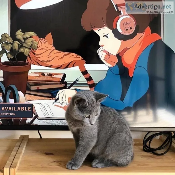 Russian Blue Kittens Need Good Homes ASAP