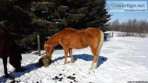 Palamino Stallion