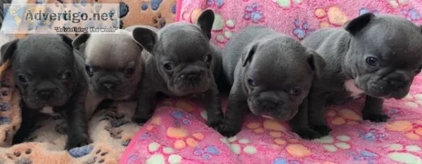 Blue French bulldog puppies