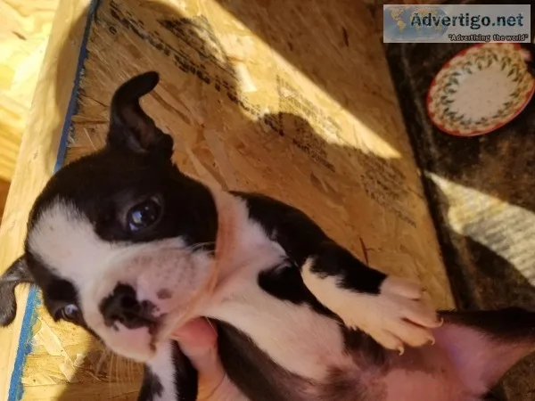 Boston terriers