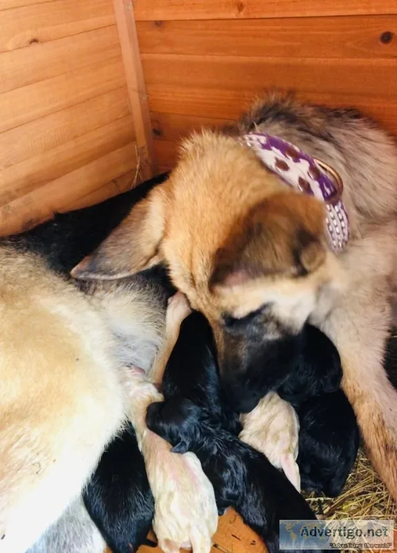 Sheprador Puppies