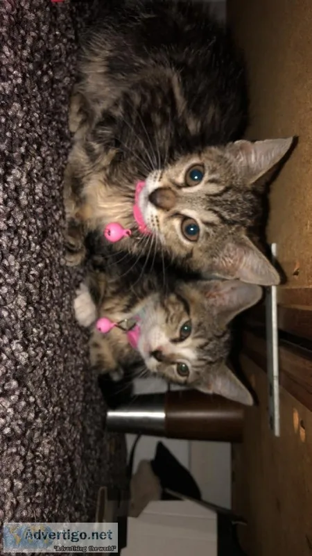 Kittens