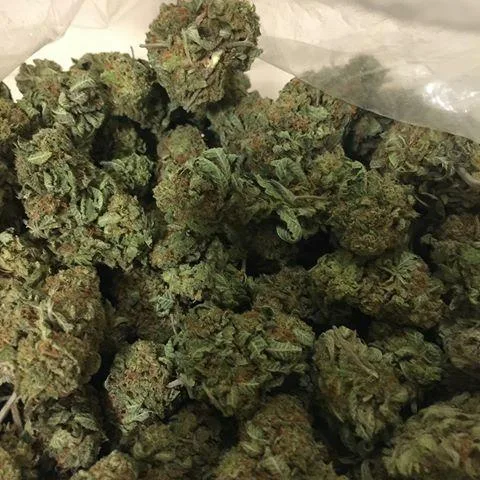 Girl Scout