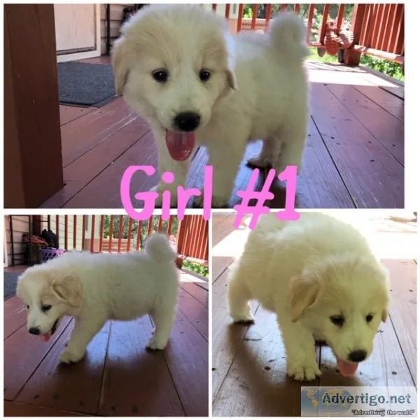 Great Pyrenees Puppies