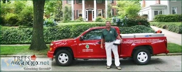 Stump Grinding Charlotte NC - AAA Tree Experts