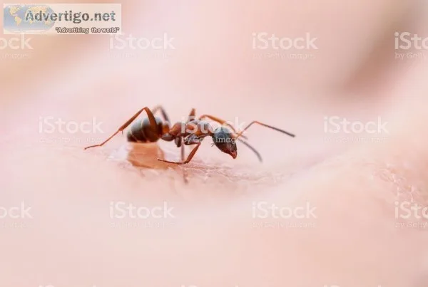 Experienced Sale Ant Pest Control services