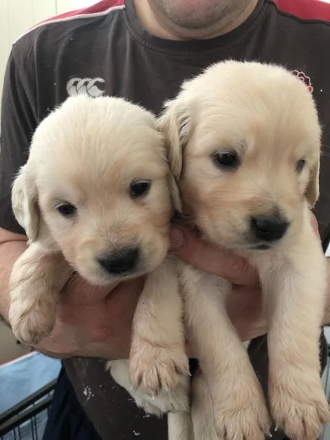 Golden Retriever puppies